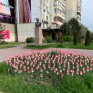 Almaty Tulips