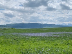 Steppe Wildflowers