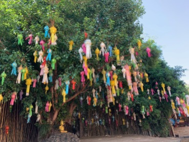 Lanterns hanging in tree